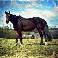 Buy canvas prints of Horse in a field by Derrick Fox Lomax