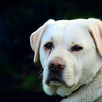 Buy canvas prints of Golden retriever by Derrick Fox Lomax