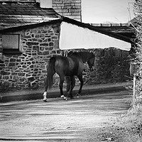 Buy canvas prints of Horse on a walk by Derrick Fox Lomax