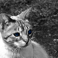 Buy canvas prints of Staring cat by Derrick Fox Lomax