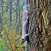 Buy canvas prints of Squirell down a tree by Derrick Fox Lomax