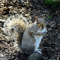 Buy canvas prints of Grey squirell by Derrick Fox Lomax