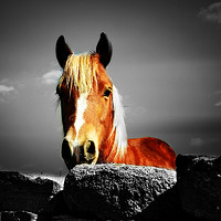 Buy canvas prints of Horse over the wall by Derrick Fox Lomax