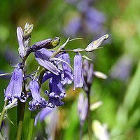 Buy canvas prints of Bluebells in the forest by Derrick Fox Lomax