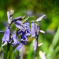 Buy canvas prints of Bluebells in the forest. by Derrick Fox Lomax