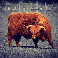 Buy canvas prints of Longhorn highland cattle by Derrick Fox Lomax