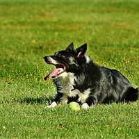 Buy canvas prints of Border collie dog by Derrick Fox Lomax