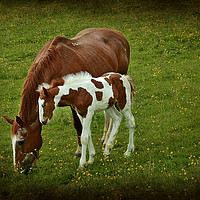 Buy canvas prints of Horse and foal by Derrick Fox Lomax