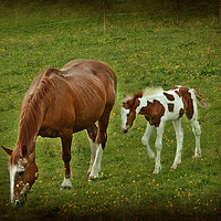 Buy canvas prints of Horse and foal by Derrick Fox Lomax