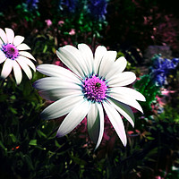 Buy canvas prints of flowers in the garden by Derrick Fox Lomax