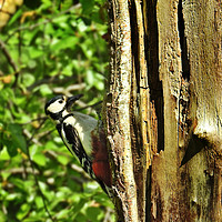 Buy canvas prints of Great Spotted Woodpecker by Derrick Fox Lomax
