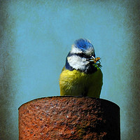 Buy canvas prints of Blue Tit Bird by Derrick Fox Lomax