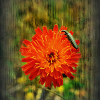 Buy canvas prints of countryside bloom by Derrick Fox Lomax