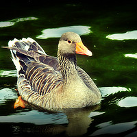 Buy canvas prints of Greylag goose by Derrick Fox Lomax