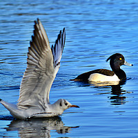 Buy canvas prints of Tufted duck and gull by Derrick Fox Lomax