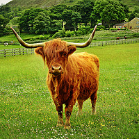Buy canvas prints of Longhorn highland cattle by Derrick Fox Lomax