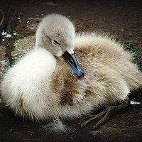 Buy canvas prints of Young cygnet by Derrick Fox Lomax