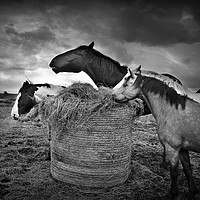Buy canvas prints of Horses and hay by Derrick Fox Lomax