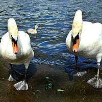 Buy canvas prints of Swans and cygnet by Derrick Fox Lomax