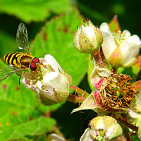 Buy canvas prints of Hover fly in summer by Derrick Fox Lomax