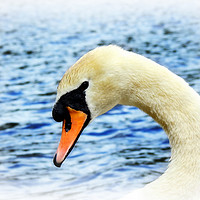 Buy canvas prints of Swan on the lake by Derrick Fox Lomax