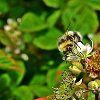 Buy canvas prints of Bee on a flower by Derrick Fox Lomax