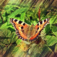 Buy canvas prints of Tortoiseshell Butterfly by Derrick Fox Lomax