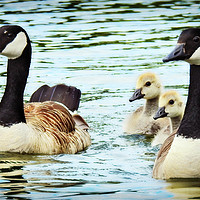 Buy canvas prints of Canadian goose and goslings by Derrick Fox Lomax