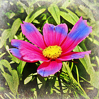 Buy canvas prints of flower in the sun by Derrick Fox Lomax