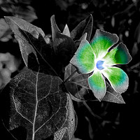 Buy canvas prints of Variegated flower by Derrick Fox Lomax