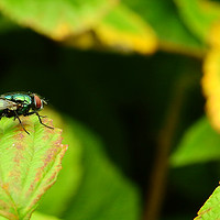 Buy canvas prints of Fly in the garden by Derrick Fox Lomax
