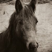 Buy canvas prints of Horse in the field by Derrick Fox Lomax