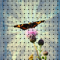 Buy canvas prints of  Tortoise shell Butterfly by Derrick Fox Lomax