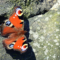 Buy canvas prints of peacock butterfly by Derrick Fox Lomax
