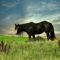 Buy canvas prints of Horse in the field by Derrick Fox Lomax