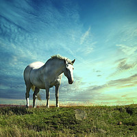 Buy canvas prints of White horse on the hill by Derrick Fox Lomax