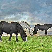 Buy canvas prints of Horses on a hill by Derrick Fox Lomax
