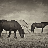 Buy canvas prints of Horses on a hill by Derrick Fox Lomax