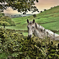Buy canvas prints of Horse in the countryside by Derrick Fox Lomax