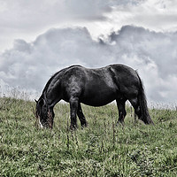 Buy canvas prints of Horse in the countryside by Derrick Fox Lomax
