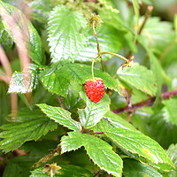 Buy canvas prints of Wild Strawberry by Derrick Fox Lomax