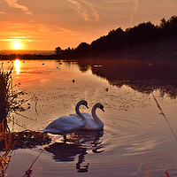 Buy canvas prints of Swans on the lake by Derrick Fox Lomax
