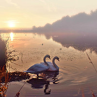 Buy canvas prints of Swans on the lake by Derrick Fox Lomax