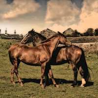 Buy canvas prints of Horses on the farm by Derrick Fox Lomax