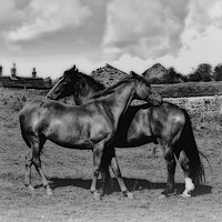 Buy canvas prints of Horses on the farm by Derrick Fox Lomax