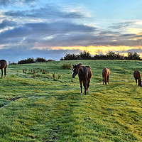Buy canvas prints of Sunrise horses by Derrick Fox Lomax