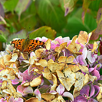 Buy canvas prints of Comma Butterfly by Derrick Fox Lomax