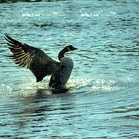 Buy canvas prints of Canadian goose on the lake by Derrick Fox Lomax