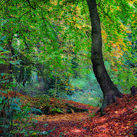 Buy canvas prints of Autumn forest by Derrick Fox Lomax