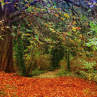 Buy canvas prints of autumn woods by Derrick Fox Lomax